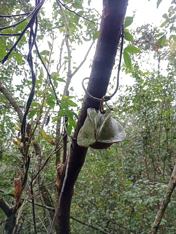 The valuable natural treasure protected by El Morado.